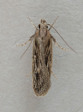 Gelechia senticetella 3 Copyright: Graham Ekins