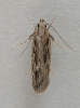 Gelechia senticetella 3 Copyright: Graham Ekins