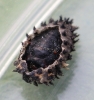 Exochomus quadripustulatus pupa