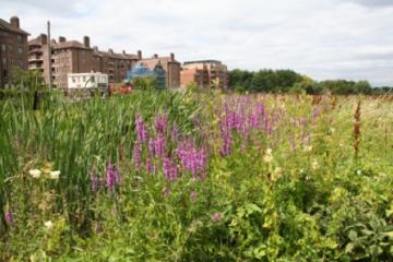 Purple Loosestrife Copyright: P.R. Harvey