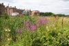 Purple Loosestrife