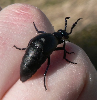 Violet Oil Beetle (Meloe violaeus) Copyright: Chris Northfield