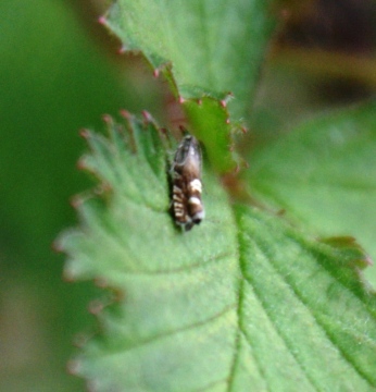 Grapholita internana Copyright: Graham Smith