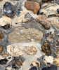 Bocking Church Erratic Claystone with Shells 7 October 2025