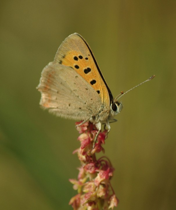 Small Copper - 20th August 2013 Copyright: Ian Rowing