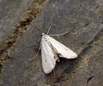 Cataclysta lemnata 2 Copyright: Ben Sale