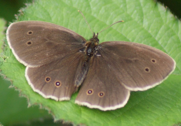 Ringlet (upperside) Copyright: Robert Smith