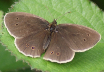 Ringlet (upperside) Copyright: Robert Smith