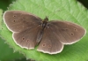 Ringlet (upperside)