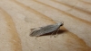 Anarsia spartiella. Copyright: Stephen Rolls