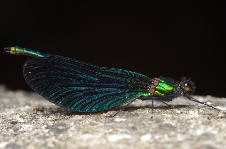 Beautiful demoiselle Copyright: James Northfield