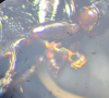 Pterostichus minor front tibia