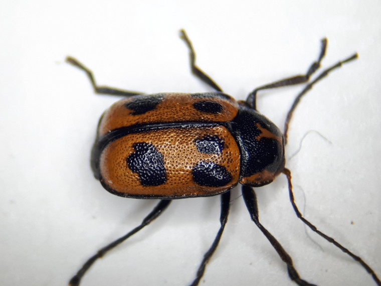 Cryptocephalus sexpunctatus from Colchester 1944 Copyright: Adrian Knowles