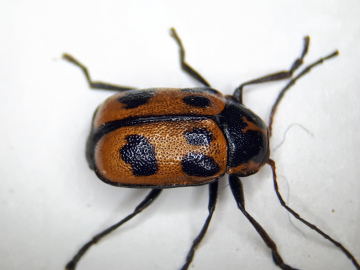 Cryptocephalus sexpunctatus from Colchester 1944 Copyright: Adrian Knowles