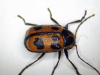 Cryptocephalus sexpunctatus from Colchester 1944