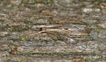 Agriphila Geniculea 5 Copyright: Graham Ekins