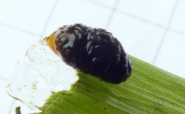 Grub of Lily Beetle clothed in own excreta Copyright: Peter Pearson