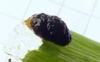 Grub of Lily Beetle clothed in own excreta 