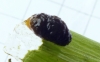 Grub of Lily Beetle clothed in own excreta