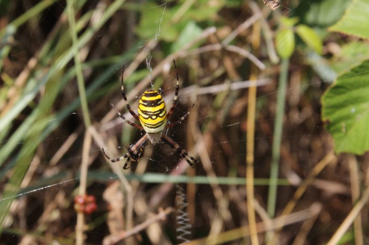 Agriope bruennichi Copyright: Paul Gymer