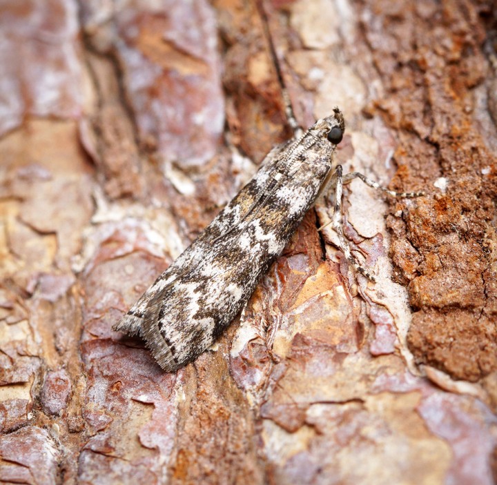 Dioryctria abietella 2 Copyright: Ben Sale