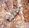 Dioryctria abietella 2 Copyright: Ben Sale