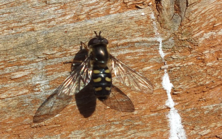 Eupeodes luniger Copyright: Peter Pearson