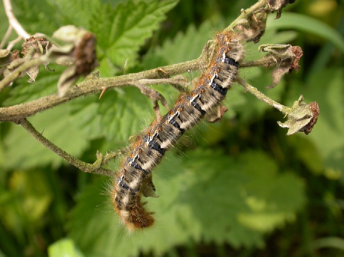 Oak Eggar Moth Larva Copyright: Malcolm Riddler