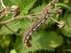 Oak Eggar Moth Larva  