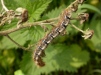 Oak Eggar Moth Larva  