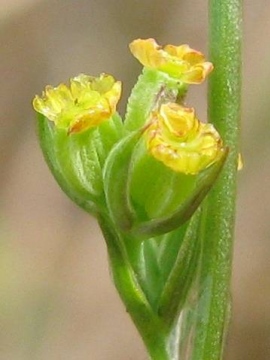 Bupleurum tenuissimum flowers Copyright: Debbie Allan 08-Sep-2010