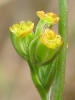 Bupleurum tenuissimum flowers Copyright: Debbie Allan 08-Sep-2010