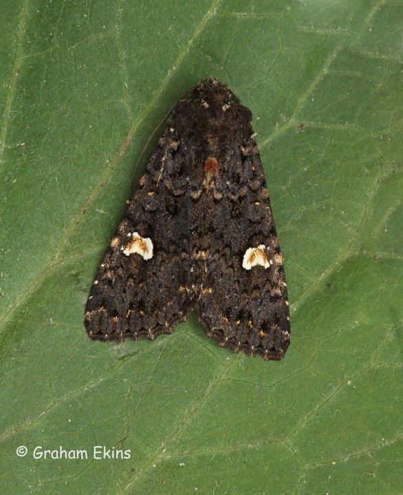 Dot Moth  Melanchra persicariae Copyright: Graham Ekins