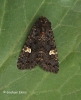 Dot Moth  Melanchra persicariae Copyright: Graham Ekins