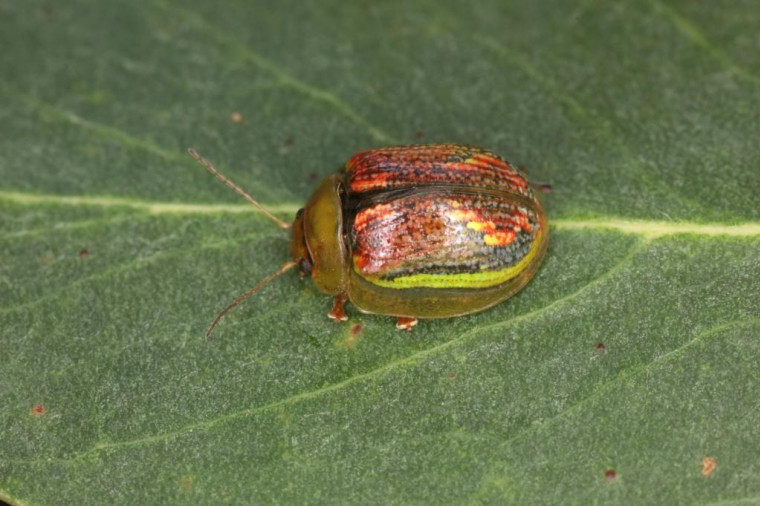 Paropsisterna selmani Copyright: Peter Harvey