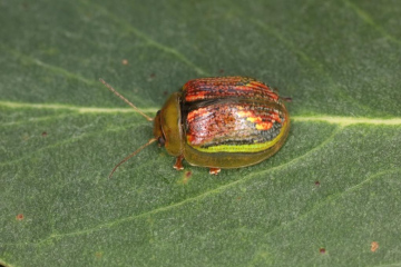 Paropsisterna selmani Copyright: Peter Harvey