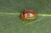 Paropsisterna selmani 