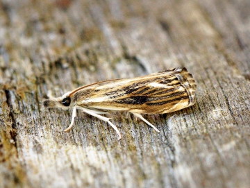 Catoptria verellus Copyright: Ben Sale