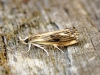 Catoptria verellus Copyright: Ben Sale