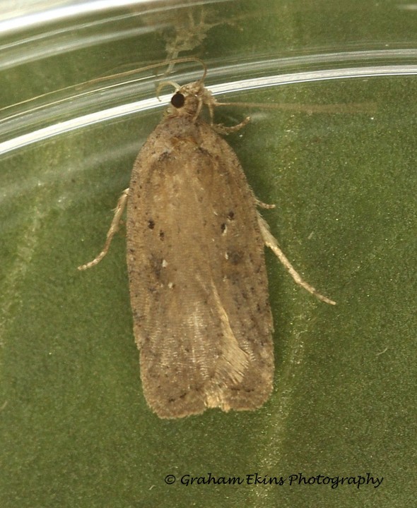 Agonopterix scopariella 2 Copyright: Graham Ekins