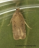 Agonopterix scopariella 2 Copyright: Graham Ekins