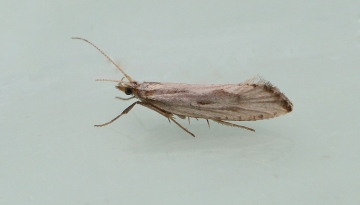 Plutella porrectella 3 Copyright: Graham Ekins