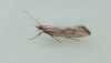 Plutella porrectella 3 Copyright: Graham Ekins