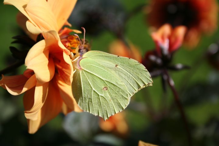 Brimstone Copyright: Peter Harvey