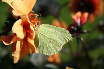 Brimstone Copyright: Peter Harvey