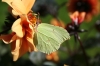 Brimstone Copyright: Peter Harvey