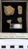Chingford London Clay Fossils Avicula media bivalve 