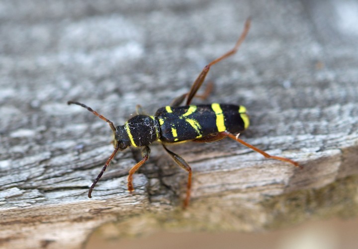 Clytus arietus 3 Copyright: Graham Ekins