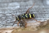 Clytus arietus 3 