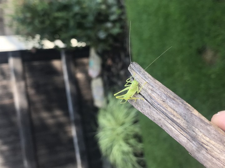 Cricket Copyright: Tracy Fox